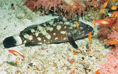 Velidhu - 2013_03_13 - IMG_0622rf_Merou tapis - Epinephelus macrospilos_Nika point_Plongee